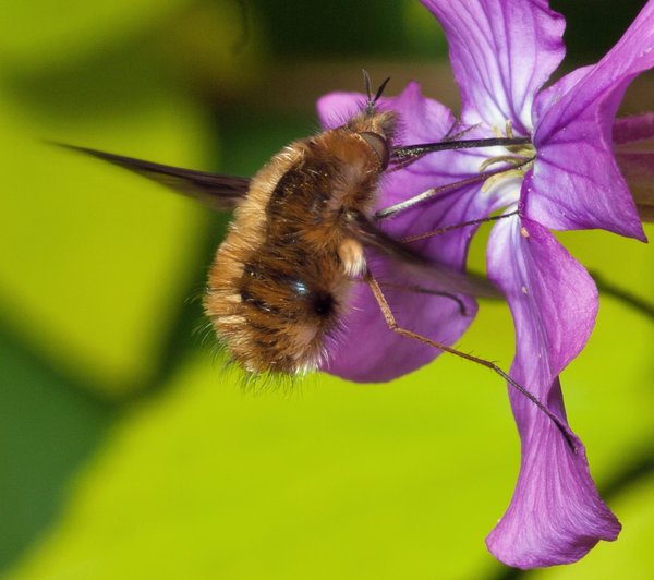 Bee Fly