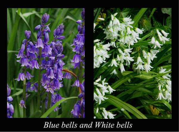 Blue bells and white bells