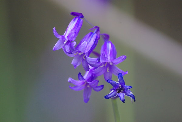 Blue bells