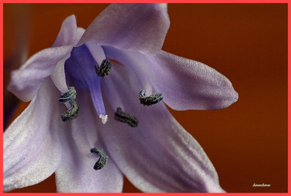 Bluebell