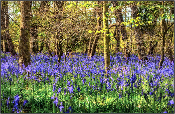 BlueBells