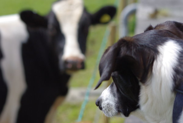 Bovine & Canine