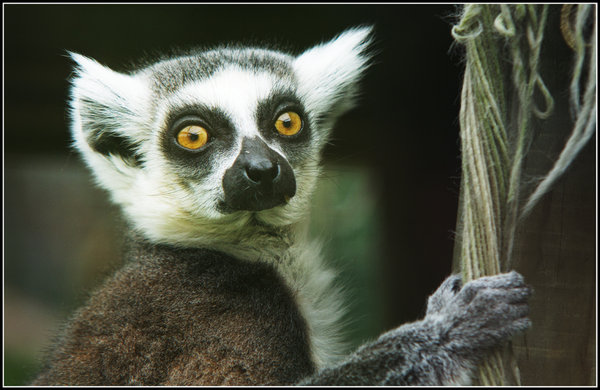 Bright eyes