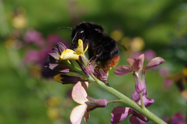bumblebee