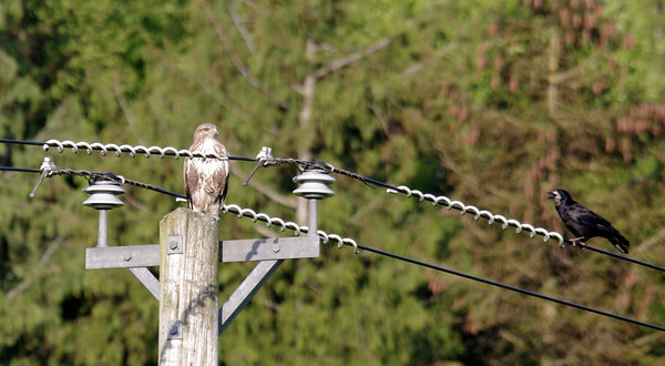 Buzzard vs. Rook