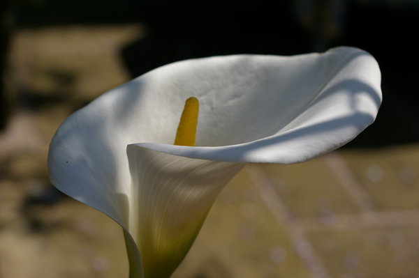 Calla lily