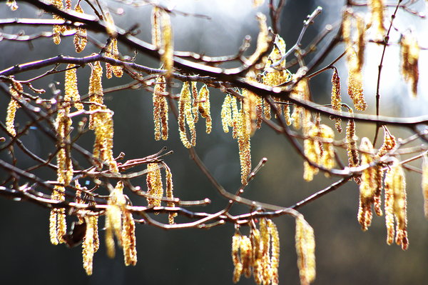 Catkins