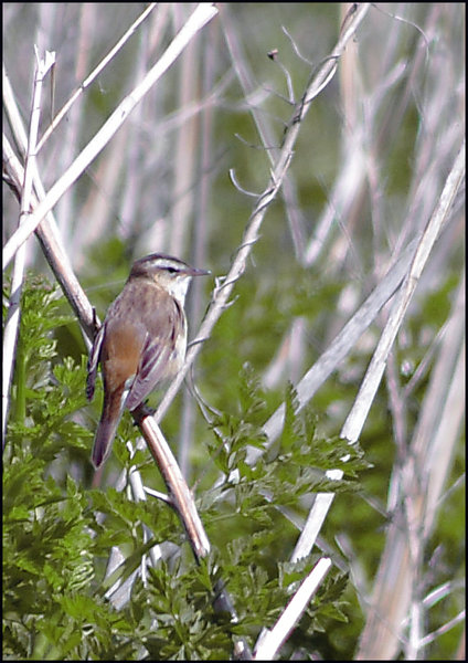 Sedge Warbler.