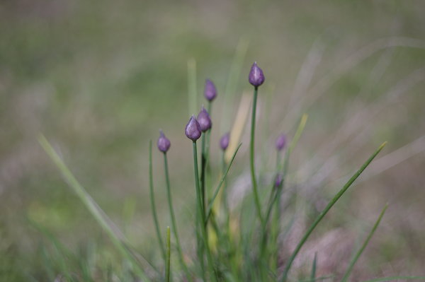 chives