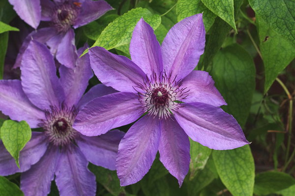 Clematis 'Ruby Glow'