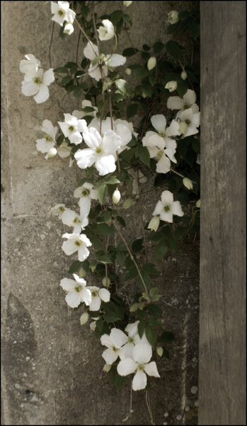 Clematis Montana