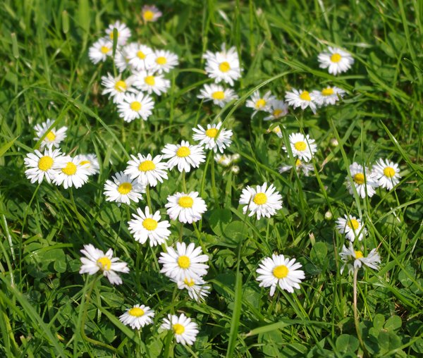 Daisies