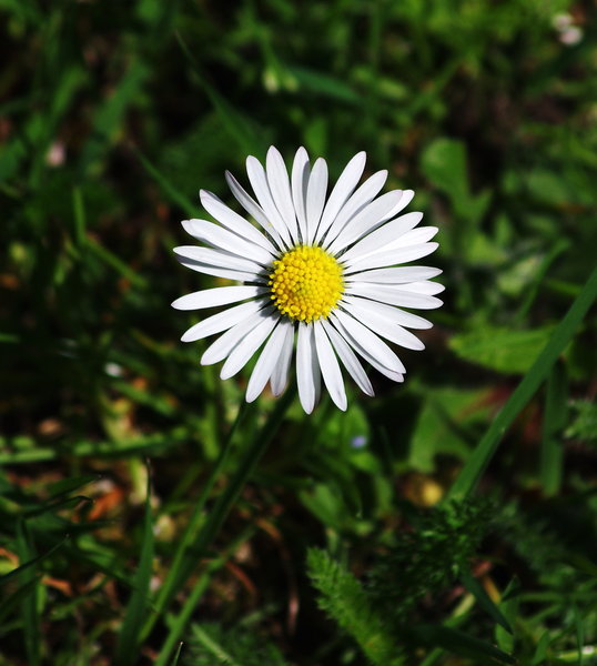Daisy