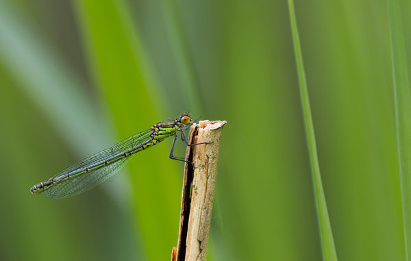 damselfly