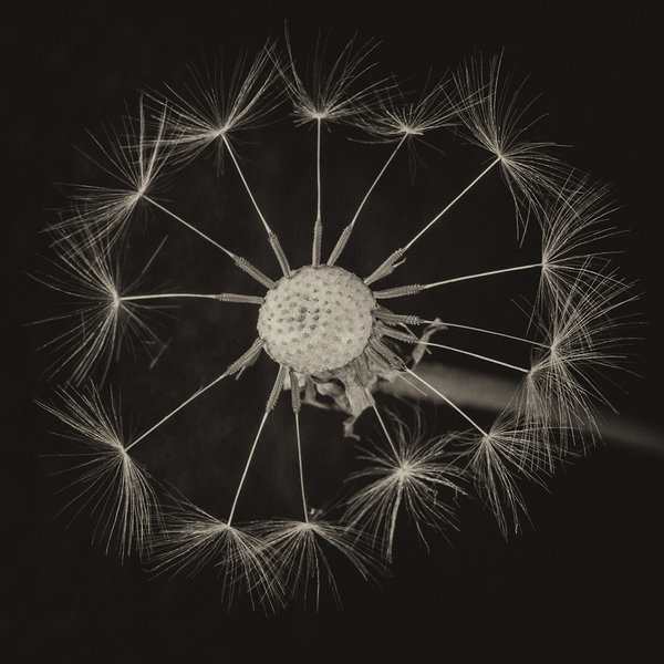 Dandelion