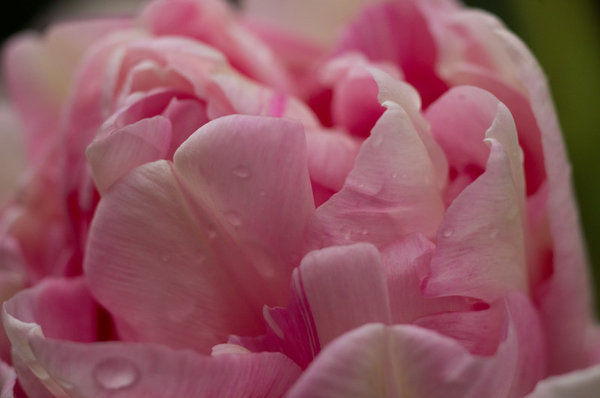 double tulip.