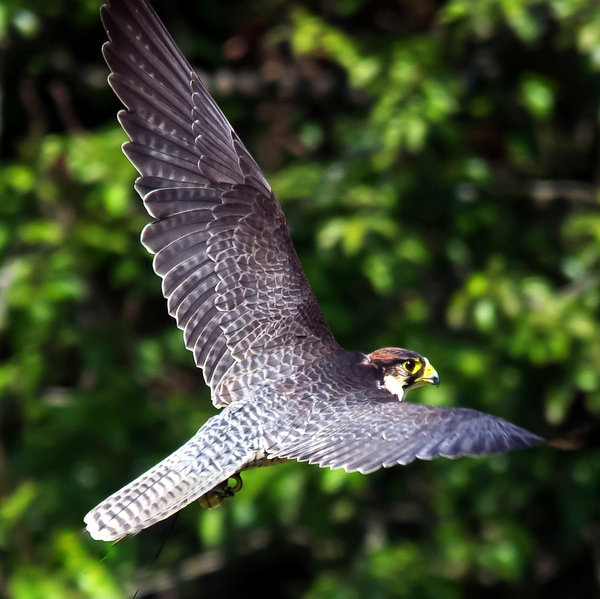 Falcon