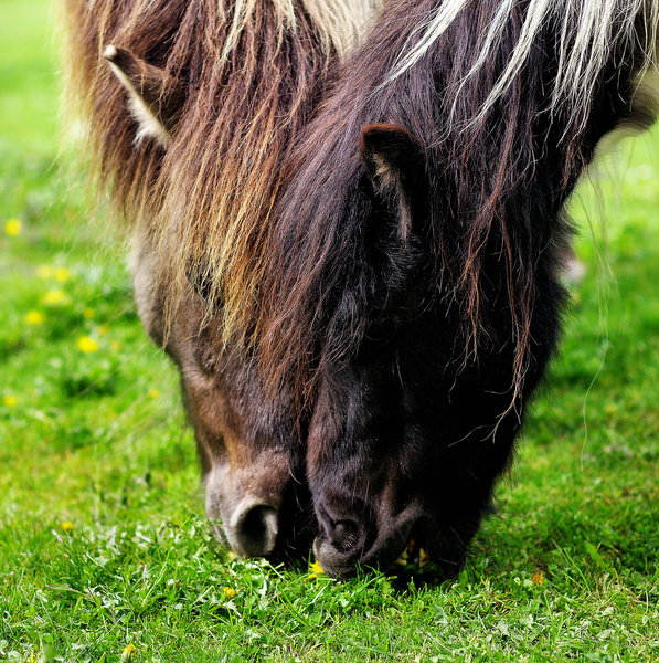 First Spring Grass