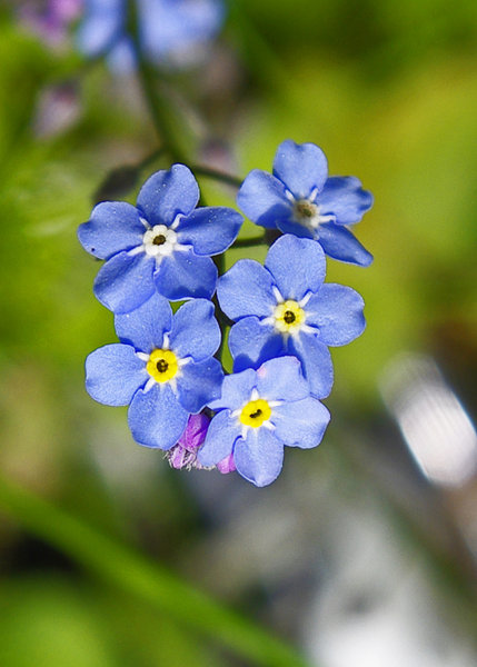 Forget me nots
