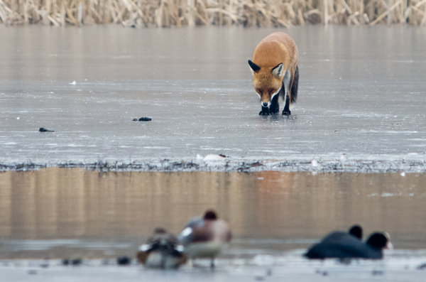 Fox looking for lunch