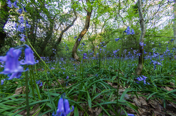 Giant BlueBells