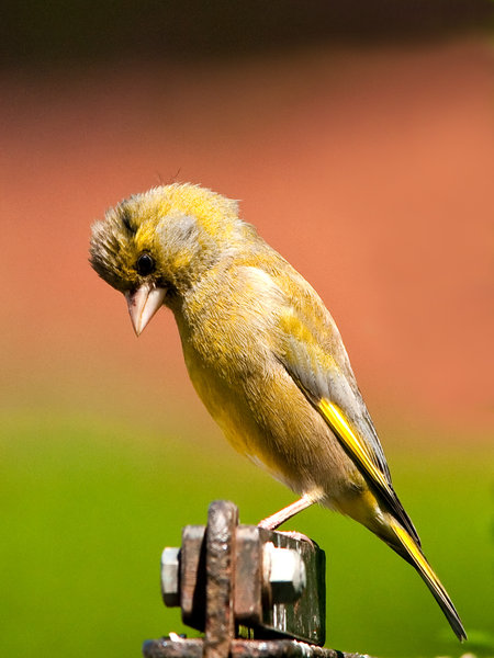 Greenfinch?