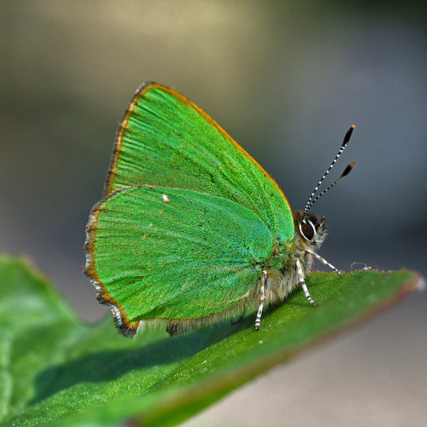 Green Hairstreak