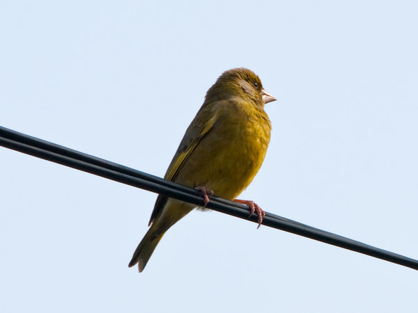 Greenfinch