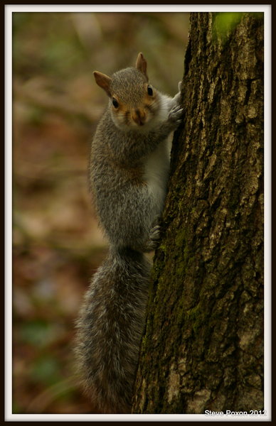 Grey Squirrel