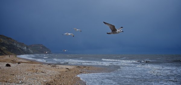 Gulls