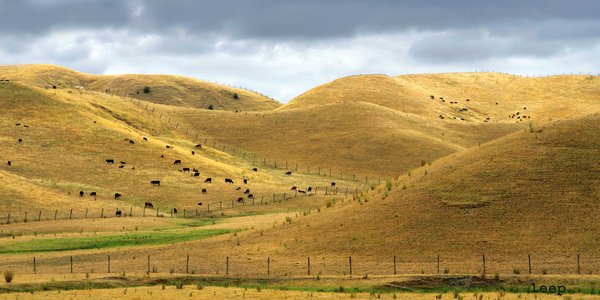Hills and Fields #8