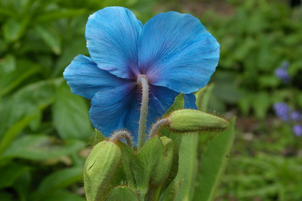 Himalayan Poppy