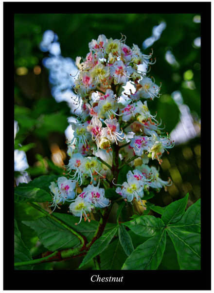 Horse chestnut