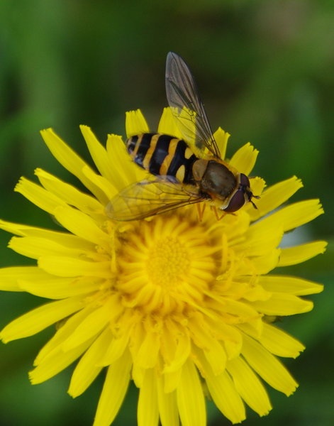 hover fly