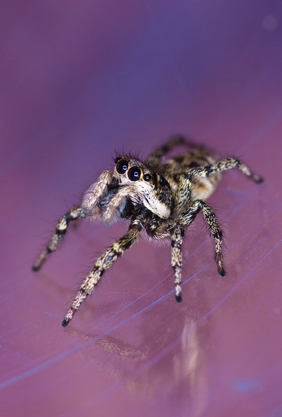 Jumping Spider