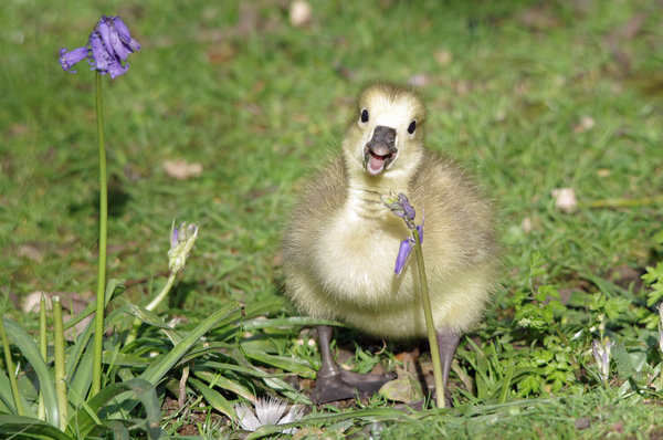 Karaoke gosling