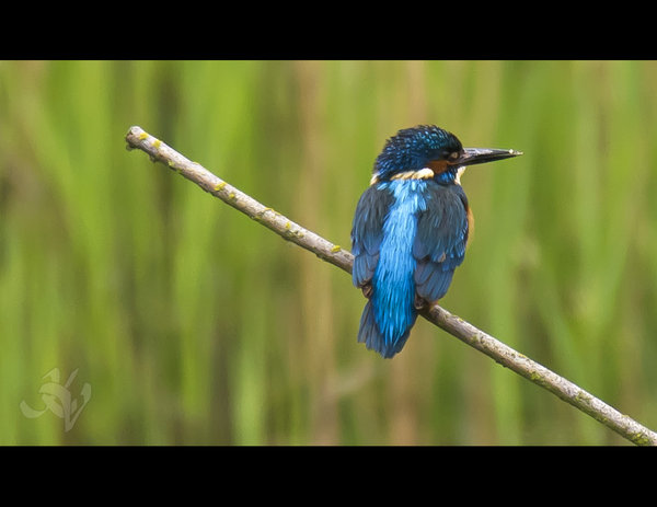 King at Rye Meads