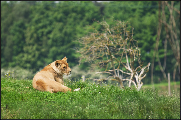 King of the Beasts