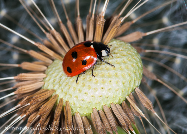 Ladybird and Lion