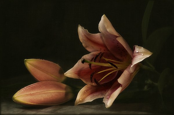 Lily, my lovely