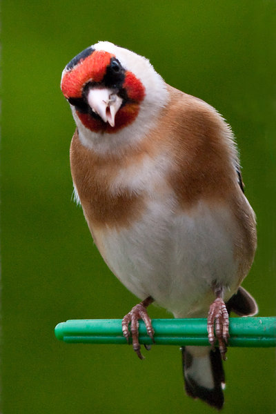 Not another Goldfinch Photo