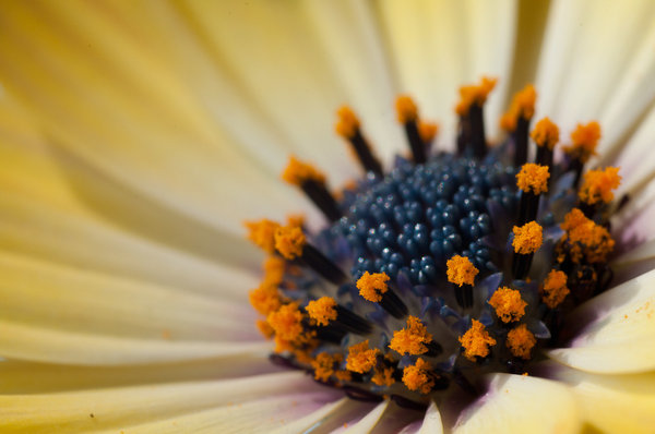 osteospermum 3