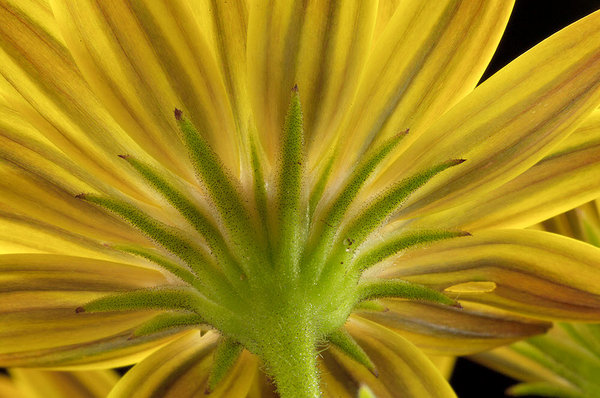 osteospermum