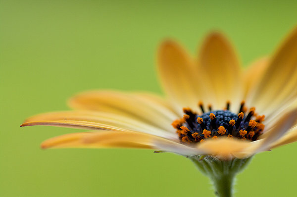 osteospermum