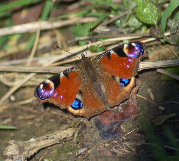 Peacock