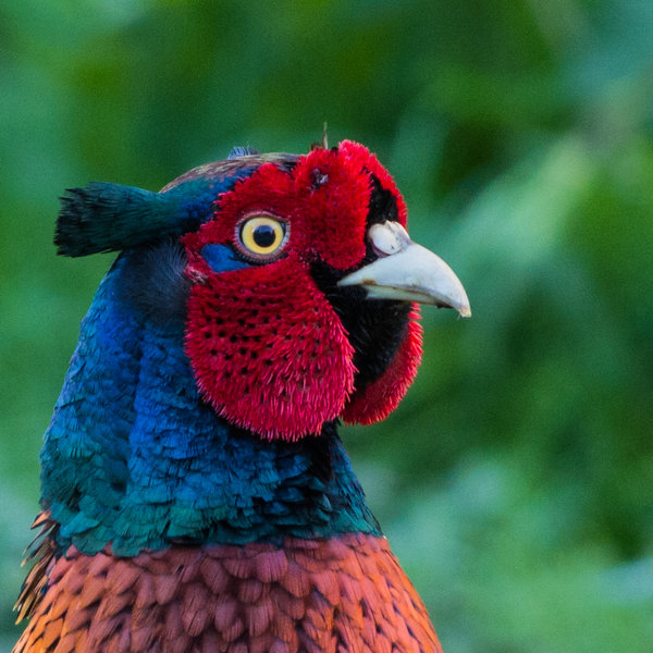 Pheasant