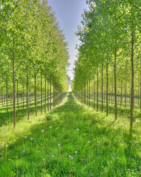 Poplars.