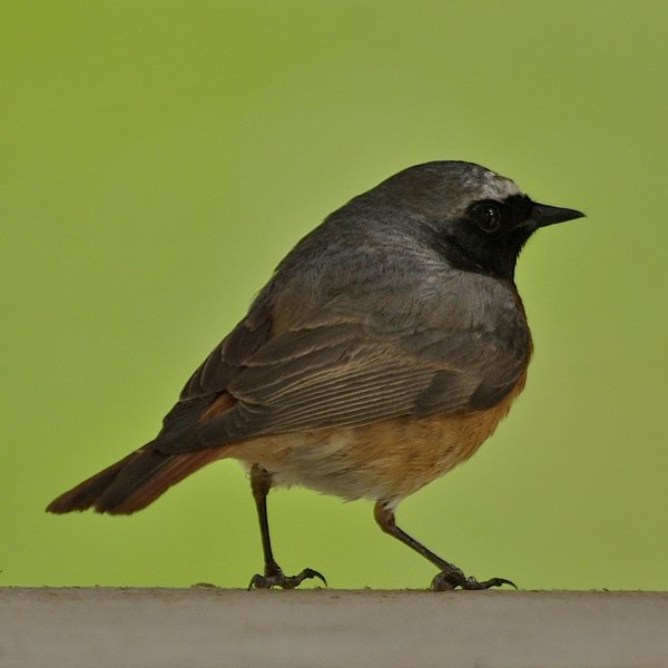 Redstart