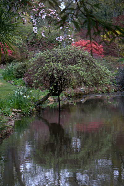Reflections of a tree