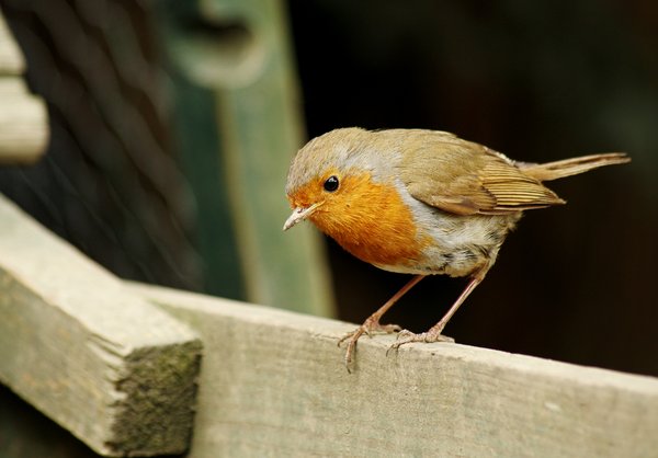 Robin Perching
